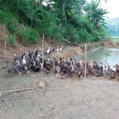Vịt bầu đất thương phẩm