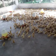 Vịt siêu trứng con
