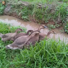 Ngỗng sư tử thương phẩm