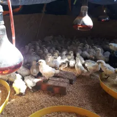 Gà ác con