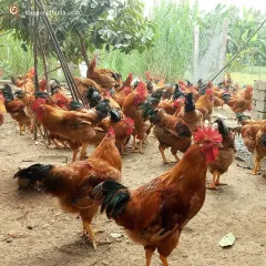 Gà ri lai 1/3 trưởng thành