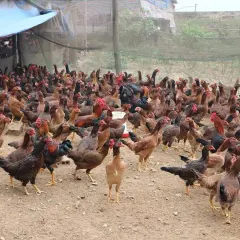 Gà Phùng Giàu Sơn thương phẩm
