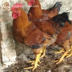 Gà mía lai trống