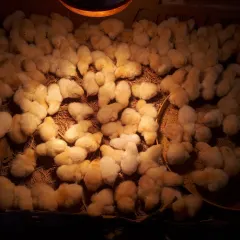 Gà đông tảo bóc trứng
