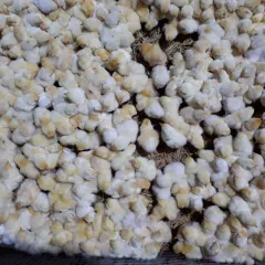 Gà đông tảo lai giống