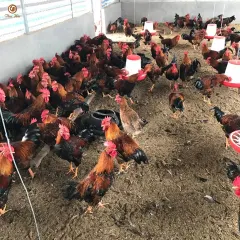 Gà mía lai sasso hậu bị