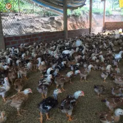 Gà mía lai sasso giống