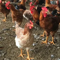 Gà mía lai sasso trưởng thành 