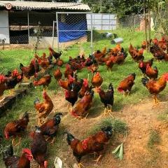 Gà mía lai sasso trống 