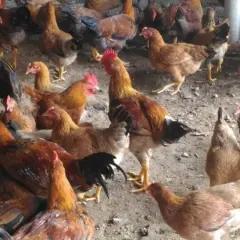 Gà mía lai lương phượng trưởng thành