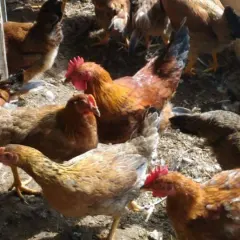 Gà mía lai lương phượng hậu bị