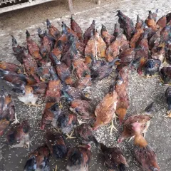 Gà mía lai lương phượng thương phẩm