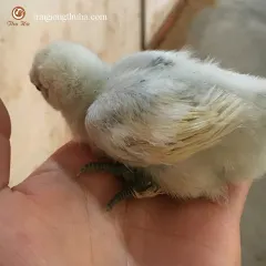 Gà ác thuần bóc trứng