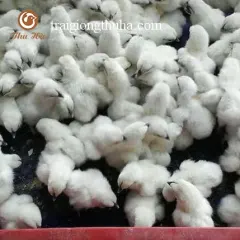 Gà ác thuần chủng bóc trứng