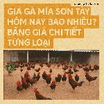 Giá Gà Mía Sơn Tây Hôm Nay Bao Nhiêu? Bảng Giá Chi Tiết Từng Loại