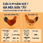 Cách Phân Biệt Gà Mía Sơn Tây Chuẩn Giống Và Gà Mía Lai