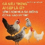 Gà Siêu Trứng Ai Cập Giá Bao Nhiêu? Nên Chọn Mua Gà Giống Ở Trại Nào Uy Tín?