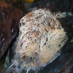 Bệnh mổ cắn (canibalizm) là thói quen có hại của gà