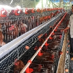 Kỹ thuật chăn nuôi gà đẻ trứng