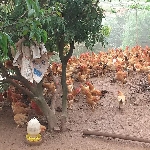 Kỹ thuật chăn nuôi gà ta