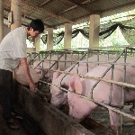 Sản xuất thức ăn tự chế cho lợn đạt hiệu quả cao