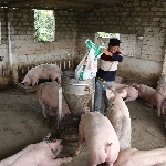 Các dạng thức ăn thường dùng cho lợn