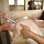 Tăng cường công tác tiêm vắc xin phòng bệnh cho gia súc vụ thu đông