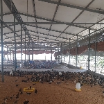 Mô hình chăn nuôi gà bán công nghiệp đạt hiệu quả cao