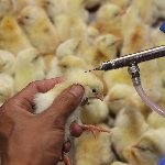 Hướng dẫn quy trình phòng bệnh cho gà trong chăn nuôi