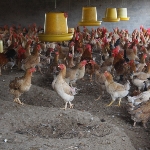Hưỡng dẫn chăn nuôi gà ri đẻ trứng hiệu quả cao
