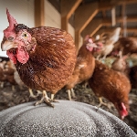 Hướng dẫn nuôi gà ta đẻ trứng cơ bản cho nhà nông