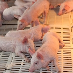 Kỹ thuật chăm sóc lợn con giai đoạn cai sữa đúng cách nhất