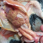 Bệnh đầu đen (Bệnh Histomonas) trên gà