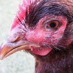 Bệnh sổ mũi truyền nhiễm (Coryza) trên gà
