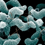Kiểm soát vi khuẩn Campylobacter trên gia cầm