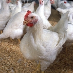 Chi phí sản xuất gà thịt tại một số nước ở châu Á