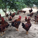 Giới thiệu một số giống gà đang được nuôi ở nước ta