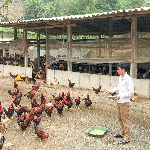 Hướng dẫn làm chuồng nuôi gà thả vườn hiệu quả