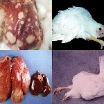 Tìm hiểu bệnh marek ở gà  ( bệnh liệt chân )