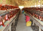 Những phụ gia giúp giảm phân ướt trong chăn nuôi gà thịt