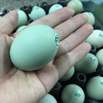 Gà đẻ trứng vỏ xanh