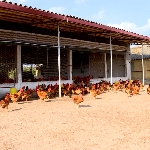 Kỹ thuật chăn nuôi gà trên sân cát
