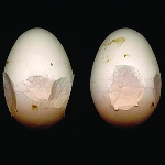 Phương pháp nâng cao chất lượng vỏ trứng và xương gà