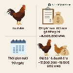 Mô Hình Gà Móng Lai: Nuôi 100 Con, Lãi Bao Nhiêu? Bất Ngờ Với Số Liệu Thực Tế!