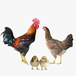 Giá Gà Minh Dư Hôm Nay Bao Nhiêu? Bảng Giá Mới Nhất Gà Giống và Thương Phẩm