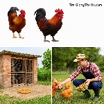 Gà Chíp Tàu – Giống Gà Giá Rẻ Cho Hiệu Quả Cao Bất Ngờ