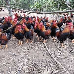 Nuôi Gà Chíp Mận Có Hiệu Quả Không? Phân Tích Kinh Tế, Đầu Ra Và Chi Phí Thực Tế