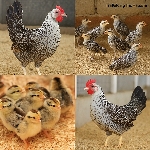 Bí Quyết Chọn Giống Gà Ai Cập 3 Máu Khỏe Mạnh, Đẻ Nhiều, Ít Bệnh