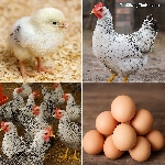 Gà Ai Cập 3 Máu Có Thực Sự Hiệu Quả Không? Phân Tích Hiệu Suất Và Chi Phí Nuôi