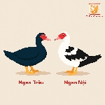 Ngan Đen Là Giống Gì? Cách Phân Biệt Với Ngan Nội Và Ngan Đen Chính Xác